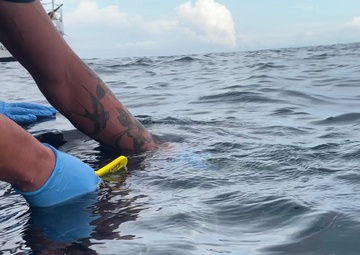 Coast Guard rescues sea turtle entangled in fishing trap line near Cape May, New Jersey