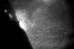 Coast Guard rescues 2 men near Wilmington River