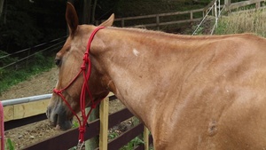 Veteran-Owned Horse Farm Provides Therapy to Veterans