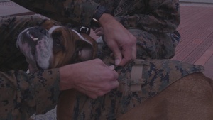 Lance Cpl. Manny Promotion