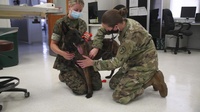 PCS with pets: Europe