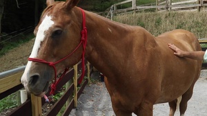 Veteran-Owned Horse Farm Provides Therapy to Veterans