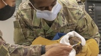 Vet Treats Wild Hawk