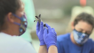 MCBH turtle excavation
