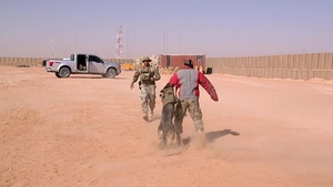 Military Working Dog Demo - Zana