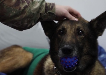 Working dog Roger Medevac and Mobile Blood Bank news package