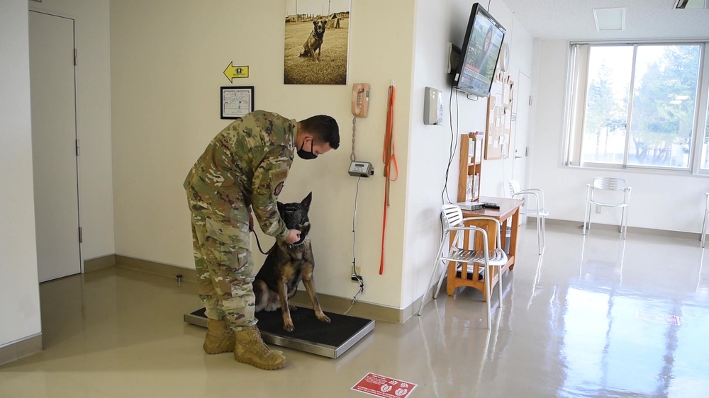 DVIDS Video Misawa Air Base Vet Clinic