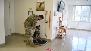 Misawa Air Base Vet Clinic