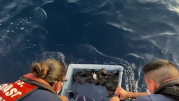 Coast Guard releases more than 200 sea turtles off Florida coast