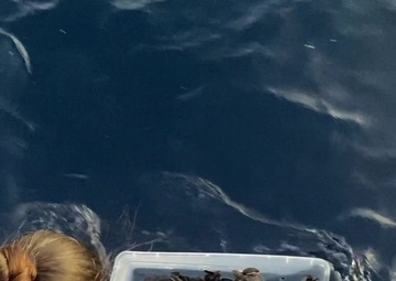 Coast Guard releases more than 200 sea turtles off Florida coast