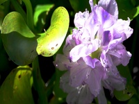 A Dangerous Beauty, the Water Hyacinth