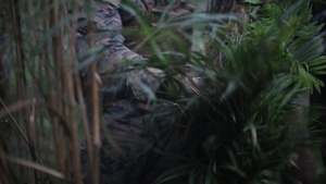 Jungle Fury
