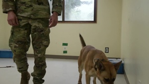 18 SFS Working Dogs