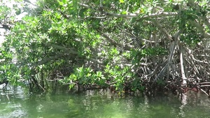 Quantifying Storm Protection Benefits of Coastal Mangroves