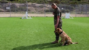 Honoring K-9 Veterans