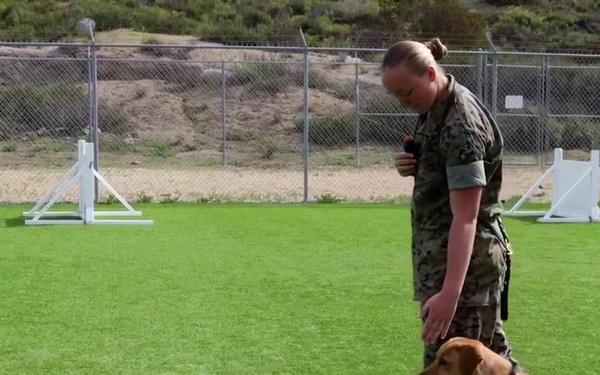 Honoring K-9 Veterans