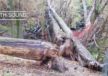 Dams et al Episode 23: Beavers at Hess Park