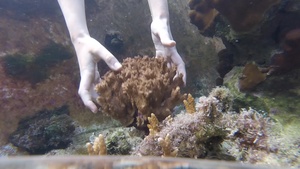 ERDC collaborates with University of Hawaii on coral research
