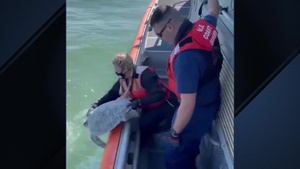 Coast Guard Turtle Rescue