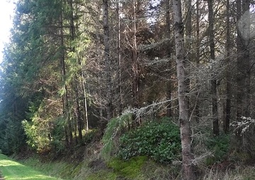 Forestry Management on Navy Bases in the Northwest