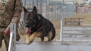 National K9 Veteran's Day