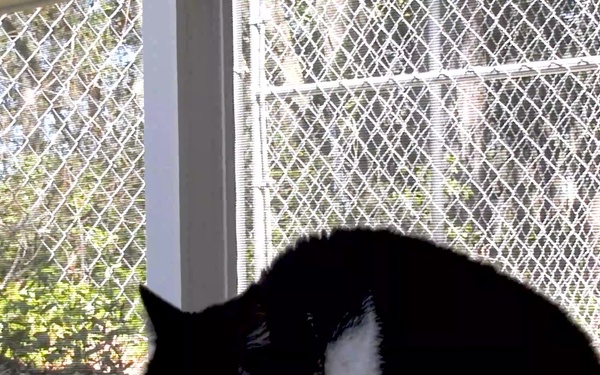 Eglin Pet Welfare Pets of the Month - March 2021