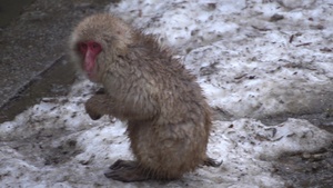 Lo-Fi: Wild Monkey Park