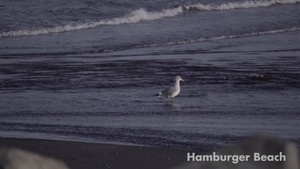Lo-Fi: Hamburger Beach