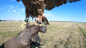 The falconer – how birds help NATO’s Baltic Air Policing mission (international version)