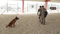 K-9 Demonstration