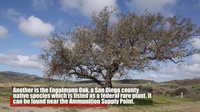 Earth Day 2021: Tour of Trees