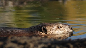 Cattail Lake Monitoring and Restoration Project