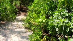 36th SFS Conducts Jungle Patrol B-Roll
