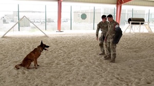 K9 Demonstration