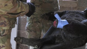 Save the life of Soldiers with paws