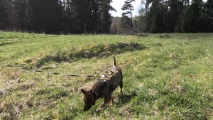 Military Working Dogs Undergo Certification in Stuttgart