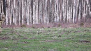 B-Roll Air Assault drops Swift Response Estonia