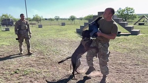 Military Working Dogs in Action