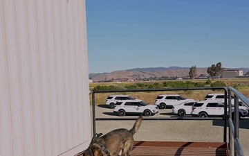 60th Security Forces Squadron partners with California Department of Corrections and Rehabilitation for K-9 joint-training