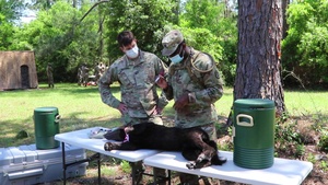 Public Health Command - Atlantic K9 Tactical Combat Casualty Care point of entry training