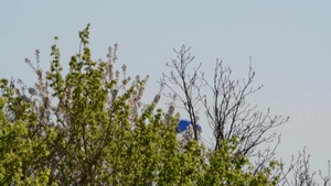 Army belgian paratroopers jumping on Chièvres Air Base