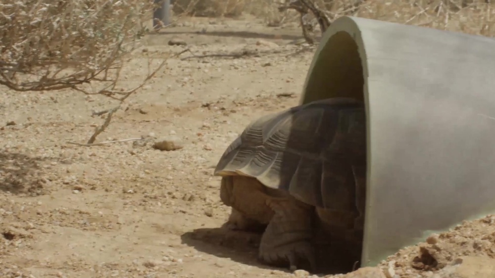 DVIDS - Video - Desert Tortoise at Marine Corps Air Station