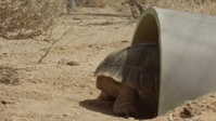 Desert Tortoise at Marine Corps Air Station Control Ground Combat Center (MCAGCC) Twentynine Palms
