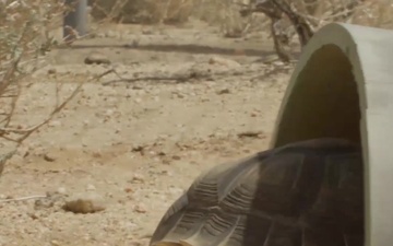 Desert Tortoise at Marine Corps Air Station Control Ground Combat Center (MCAGCC) Twentynine Palms