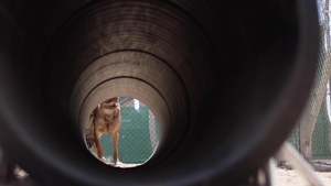 Dog Handler Speaks on his Experiences in the Sinai