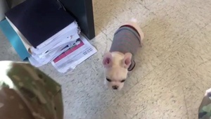 Coco the Service Dog