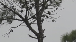 Red-Cockaded Woodpecker at MCB Camp Lejeune