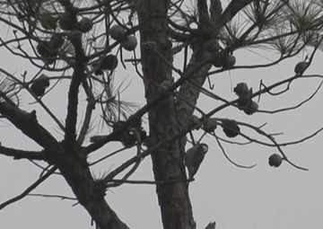 Red-Cockaded Woodpecker at MCB Camp Lejeune