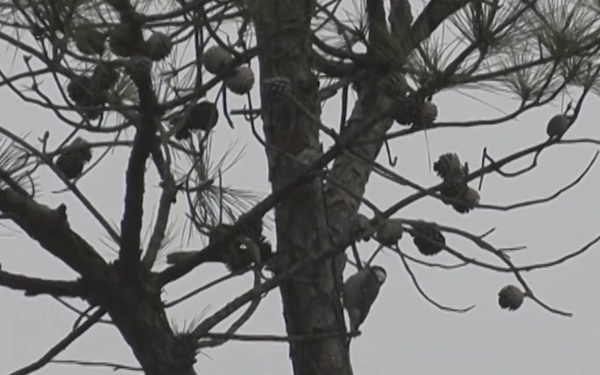 Red-Cockaded Woodpecker at MCB Camp Lejeune
