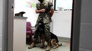 Marine Corps Base Quantico Veterinary Treatment Facility